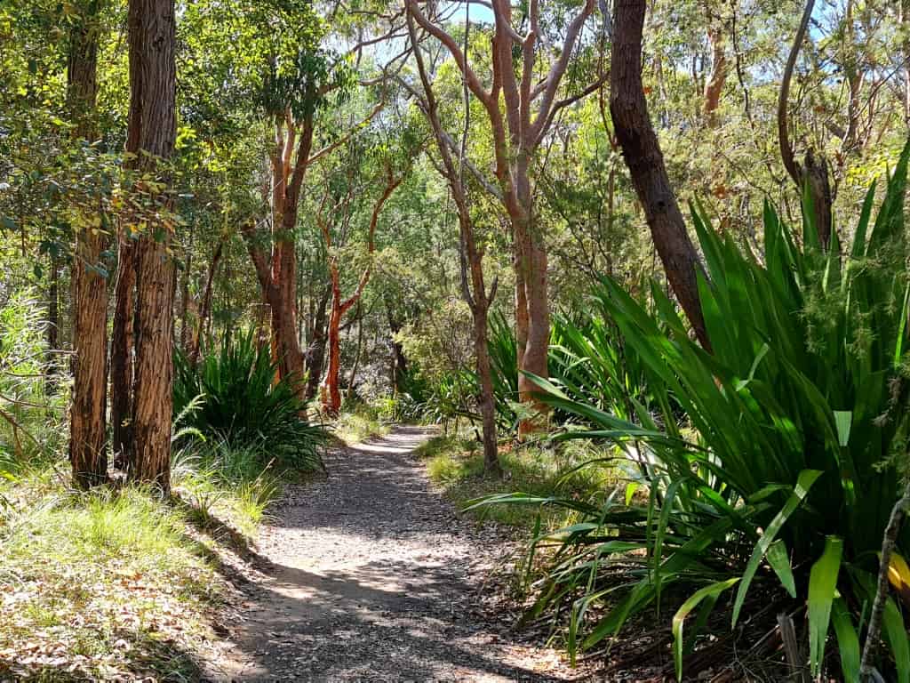 Karloo Pools walking track lined with beautiful native plants